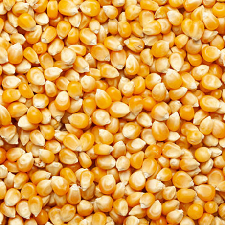 Maize 